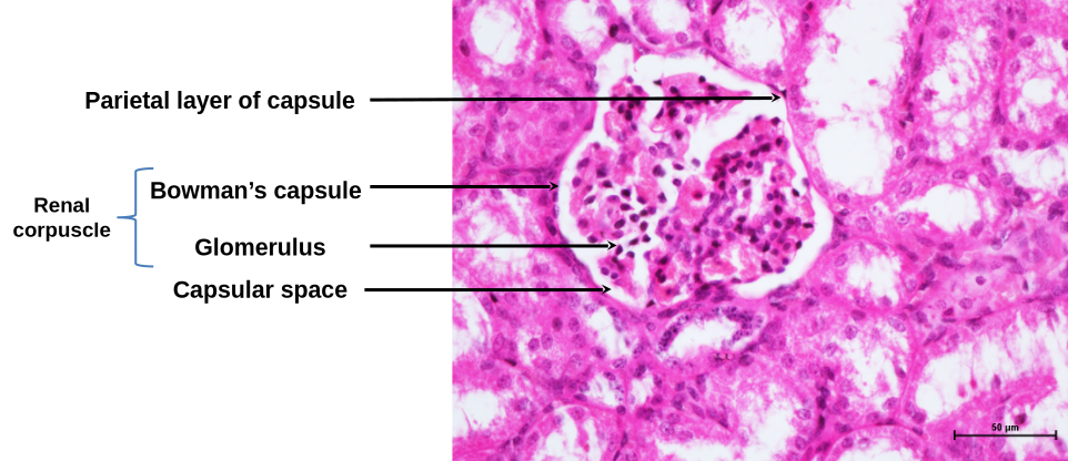 Simple Columnar